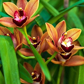 Отдушка Шоколадная орхидея (США)
